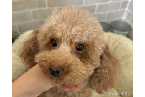 シュリちゃん1枚目